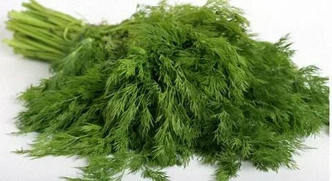 سفارش شوید خشک برای تولید سس + ارسال سریع